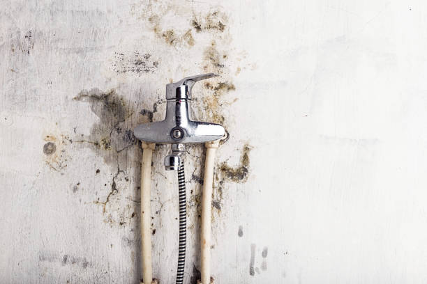 Best Best Mold Removal Companies  in Dowagiac, MI