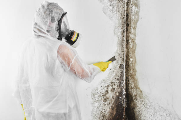 Best Black Mold Removal  in Dowagiac, MI