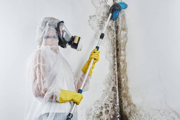 Best Commercial Mold Removal  in Dowagiac, MI