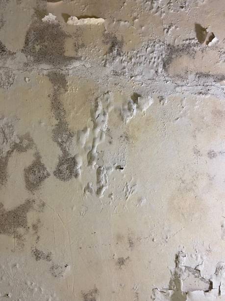 Best Crawl Space Mold Removal  in Dowagiac, MI