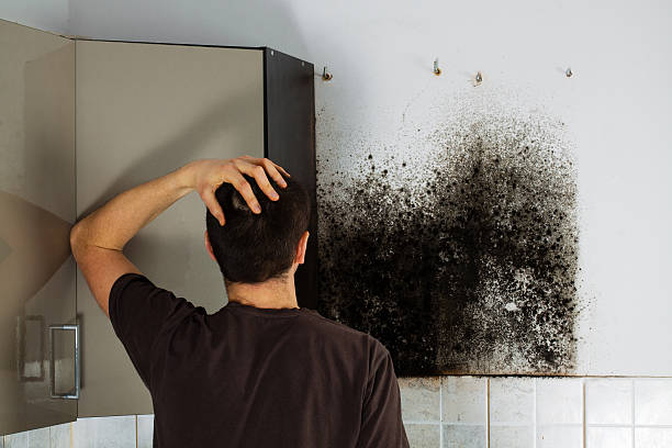 Best Office Mold Removal Services  in Dowagiac, MI